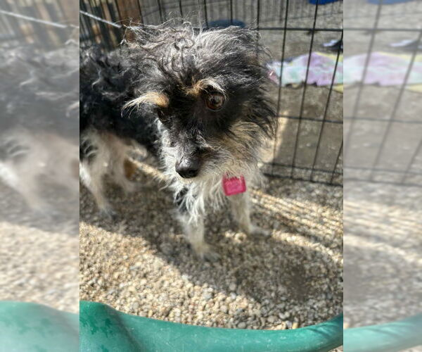 Medium Photo #2 Chihuahua-Unknown Mix Puppy For Sale in Mukwonago, WI, USA