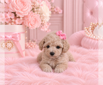Poodles - Female Poodle (Miniature) Puppy for Sale - Photo #3