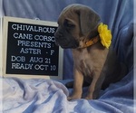 Small #14 Cane Corso