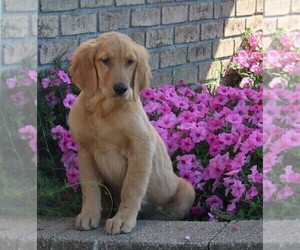Golden Retriever Puppy for sale in FREDERICKSBURG, OH, USA