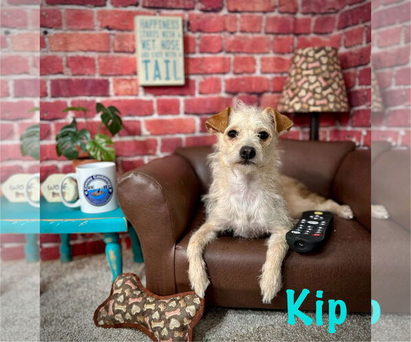 Medium Photo #1 Poodle (Miniature)-Unknown Mix Puppy For Sale in Arcadia, FL, USA