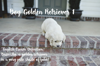 Golden Retriever Puppy for sale in RUSSELLVILLE, AR, USA