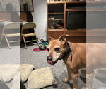 Small #3 American Pit Bull Terrier
