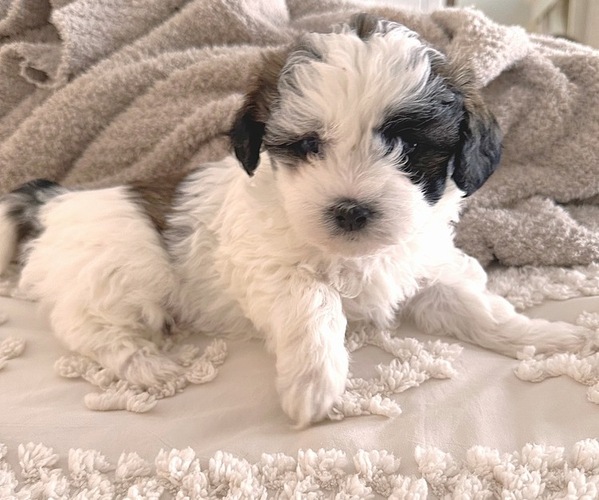 Medium Photo #1 Maltipoo (Miniature)-Shih Tzu Mix Puppy For Sale in FALCONER, NY, USA