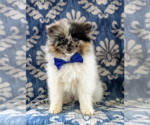 Pomeranian Puppy for sale in OXFORD, PA, USA