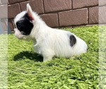 Small Photo #84 French Bulldog Puppy For Sale in DALLAS, TX, USA