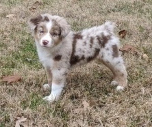 Full screen Photo #1 Australian Shepherd Puppy For Sale in STAFFORD, VA, USA