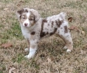 Australian Shepherd Puppy for sale in STAFFORD, VA, USA