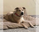 Small #13 Anatolian Shepherd Mix