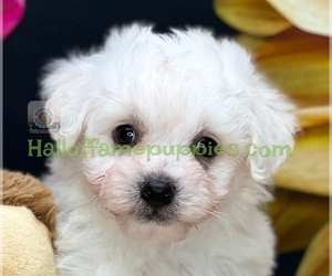 Bichon Frise Puppy for sale in LOUDONVILLE, OH, USA