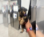 Small #1 Rottweiler