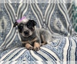 Small Photo #4 Australian Cattle Dog Puppy For Sale in LAKELAND, FL, USA