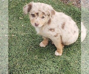 Australian Shepherd Puppy for sale in BRIGGSDALE, CO, USA