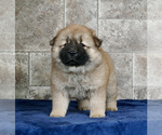 Puppy 14 Chow Chow