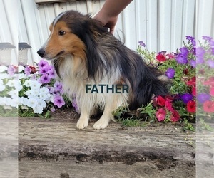 Father of the Shetland Sheepdog puppies born on 01/30/2024