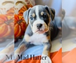 Puppy Mad Hatter Olde English Bulldogge