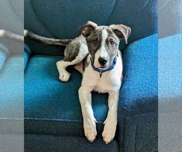 Medium Photo #1 Borador Puppy For Sale in GILBERTS, IL, USA