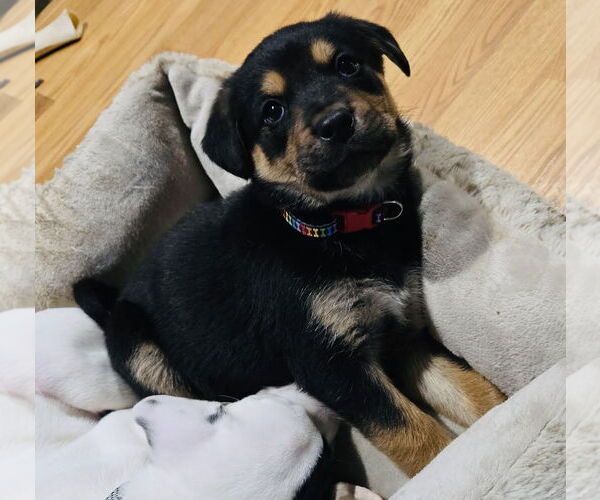 Medium Photo #2 Shepradors Puppy For Sale in Princeton, MN, USA