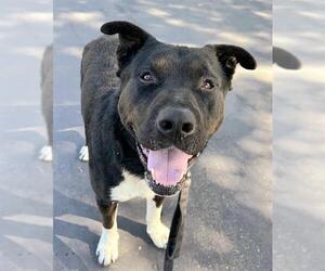 Labrador Retriever-Siberian Husky Mix Dogs for adoption in Sacramento, CA, USA