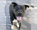 Small Labrador Retriever-Siberian Husky Mix