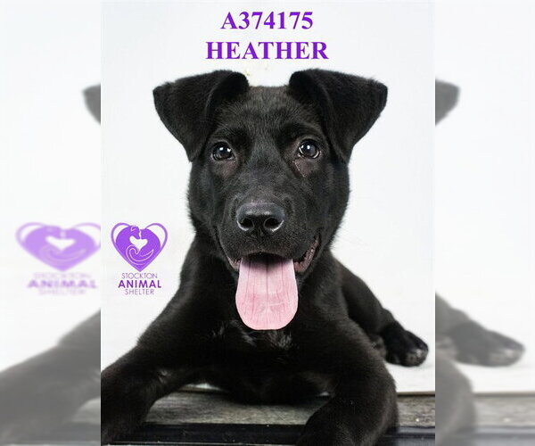 Medium Photo #2 Labrador Retriever-Unknown Mix Puppy For Sale in Stockton, CA, USA