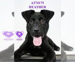 Small #1 Labrador Retriever Mix