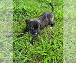 Small Anatolian Shepherd Mix