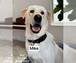 Small #9 Labrador Retriever