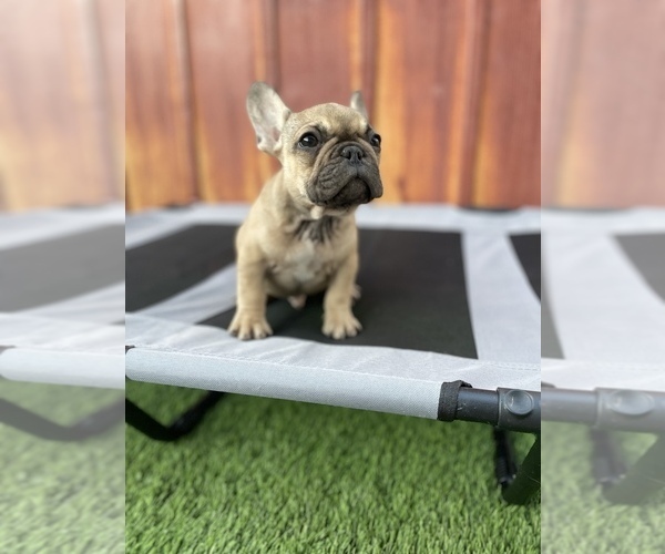 Medium Photo #2 French Bulldog Puppy For Sale in OCEANSIDE, CA, USA