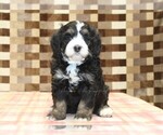 Small #2 Bernedoodle (Miniature)