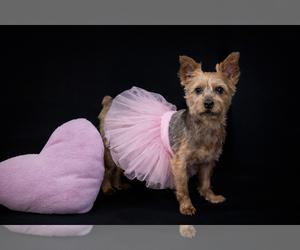 Mutt Dogs for adoption in Allentown,, PA, USA