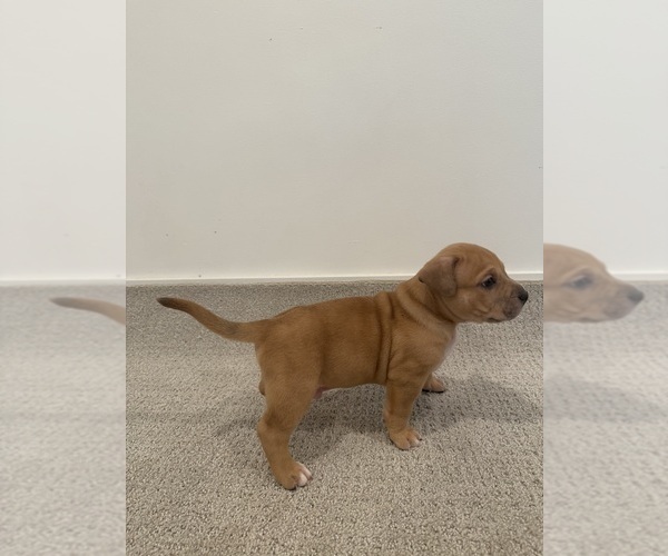Medium Photo #9 American Bully Puppy For Sale in SPARTANBURG, SC, USA