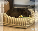 Small #12 American Pit Bull Terrier-Labrador Retriever Mix