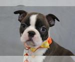 Small #5 Boston Terrier