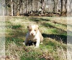 Small #2 American Pit Bull Terrier-Border Collie Mix
