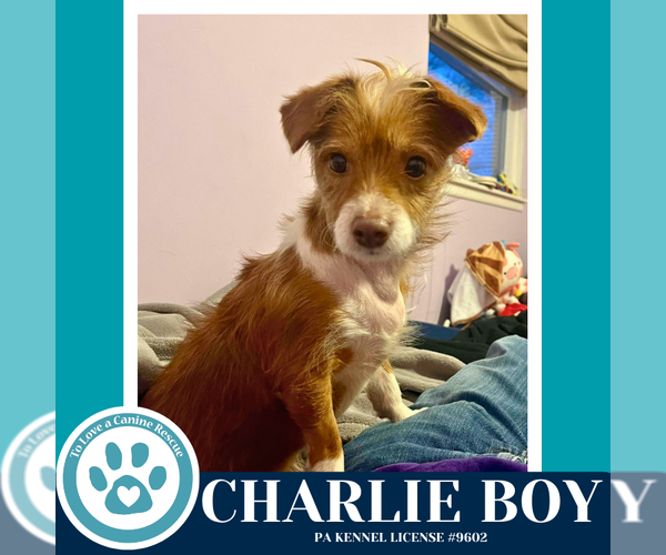 Medium Photo #3 Mutt Puppy For Sale in Kimberton, PA, USA