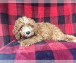 Small #3 Cavapoo