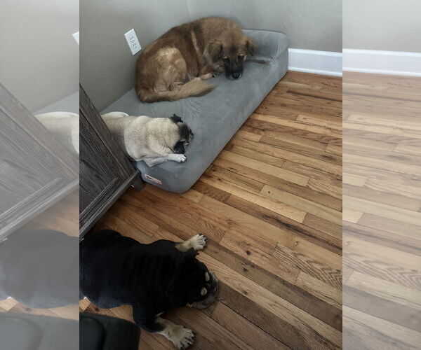 Medium Photo #11 Chow Chow-German Shepherd Dog Mix Puppy For Sale in Valrico, FL, USA