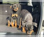 Small Photo #2 Rottweiler Puppy For Sale in DETROIT, MI, USA