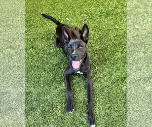 Mutt Dogs for adoption in Hilton Head, SC, USA