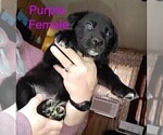 Small Photo #2 Wolf Hybrid Puppy For Sale in BUNKER HILL, WV, USA