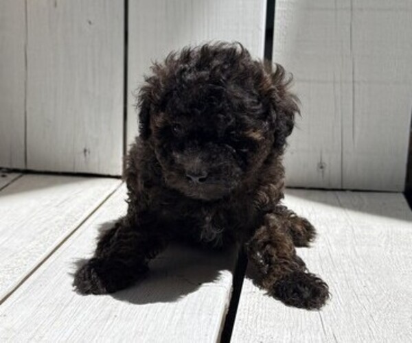 Medium Photo #2 Poodle (Miniature) Puppy For Sale in CURTISS, WI, USA