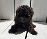 Small #1 Poodle (Miniature)