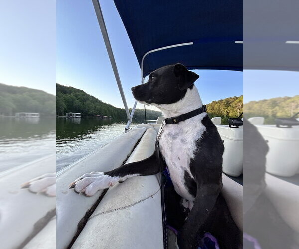 Medium Photo #10 American Staffordshire Terrier-Labrador Retriever Mix Puppy For Sale in Brewster, NY, USA