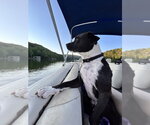 Small #9 American Staffordshire Terrier-Labrador Retriever Mix