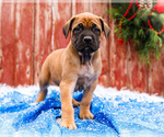 Puppy Chloe Mastiff