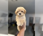 Small #2 Maltipoo