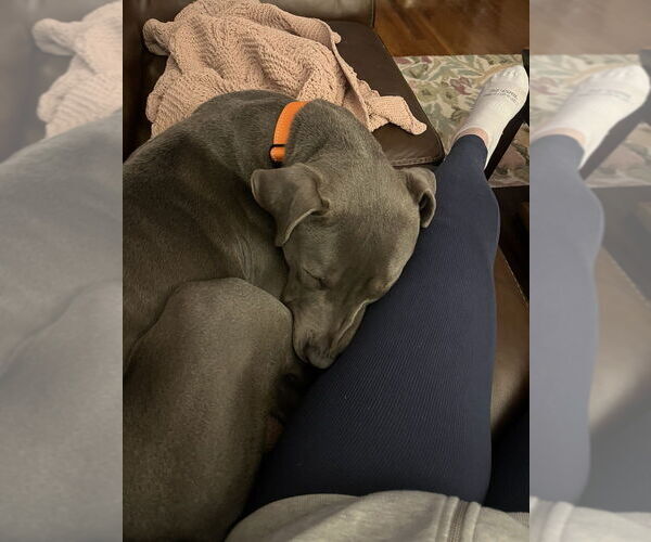 Medium Photo #6 American Pit Bull Terrier-Unknown Mix Puppy For Sale in Brewster, NY, USA