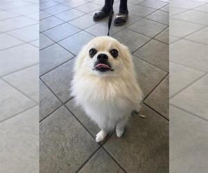 Pomeranian Dogs for adoption in San Antonio, TX, USA