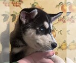 Small Photo #1 Siberian Husky Puppy For Sale in BURLINGTON, WI, USA